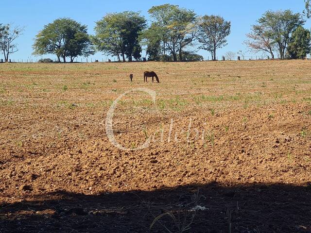 #334 - Sítio para Venda em Mogi Guaçu - SP - 1