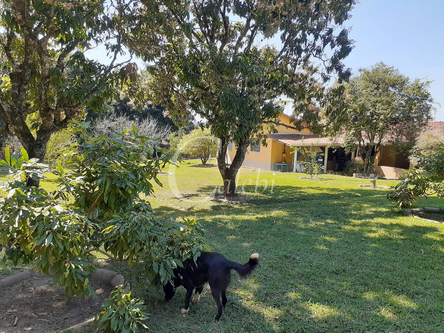 Fazenda à venda com 4 quartos, 2m² - Foto 5