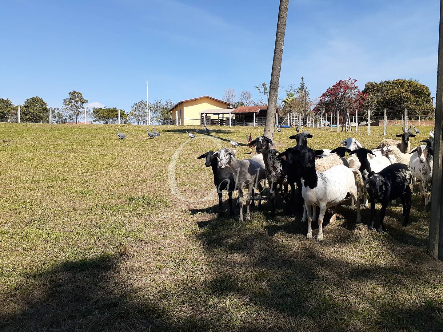 Fazenda à venda com 4 quartos, 2m² - Foto 14