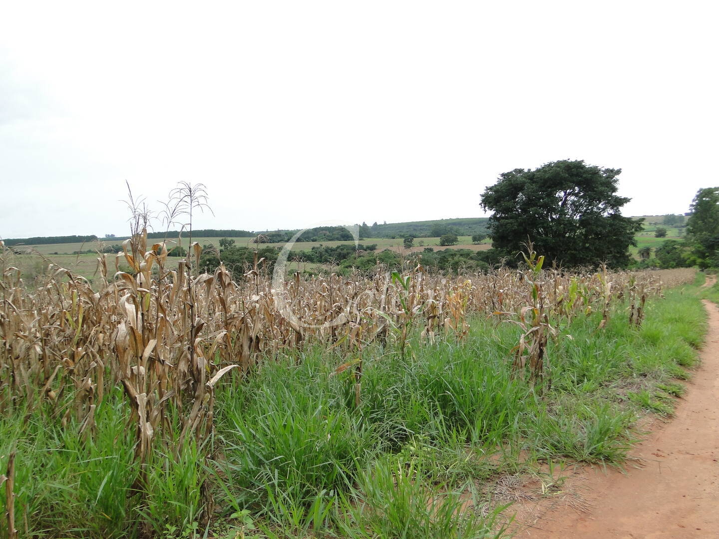 Fazenda à venda com 3 quartos, 4m² - Foto 29