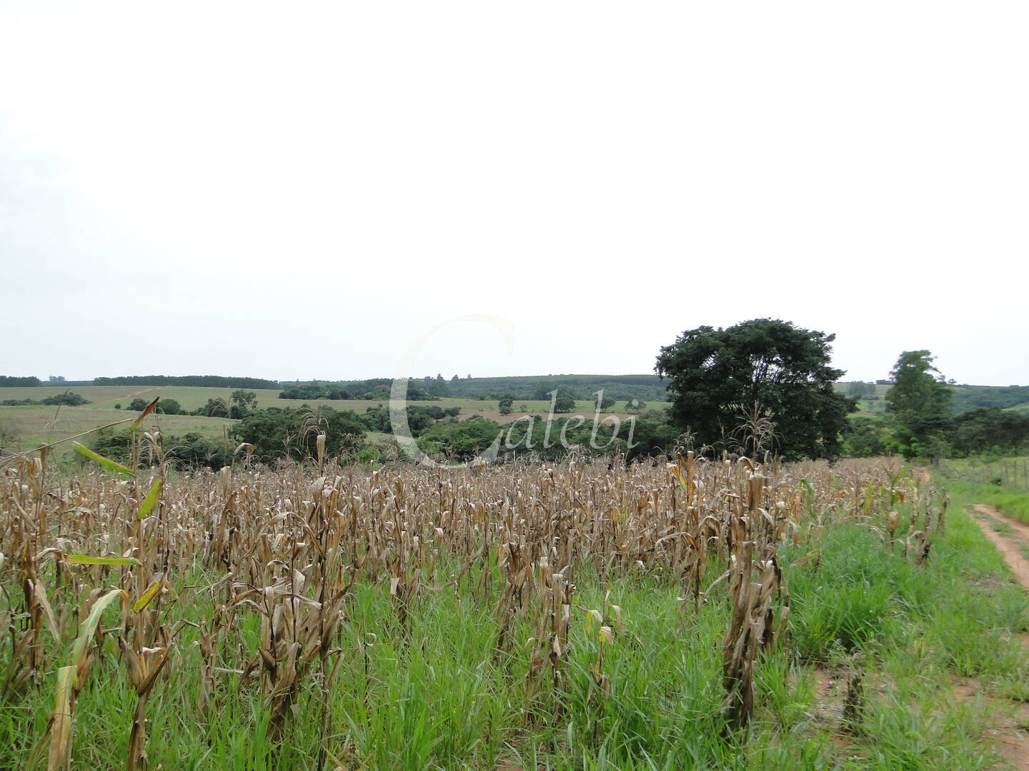 Fazenda à venda com 3 quartos, 4m² - Foto 30