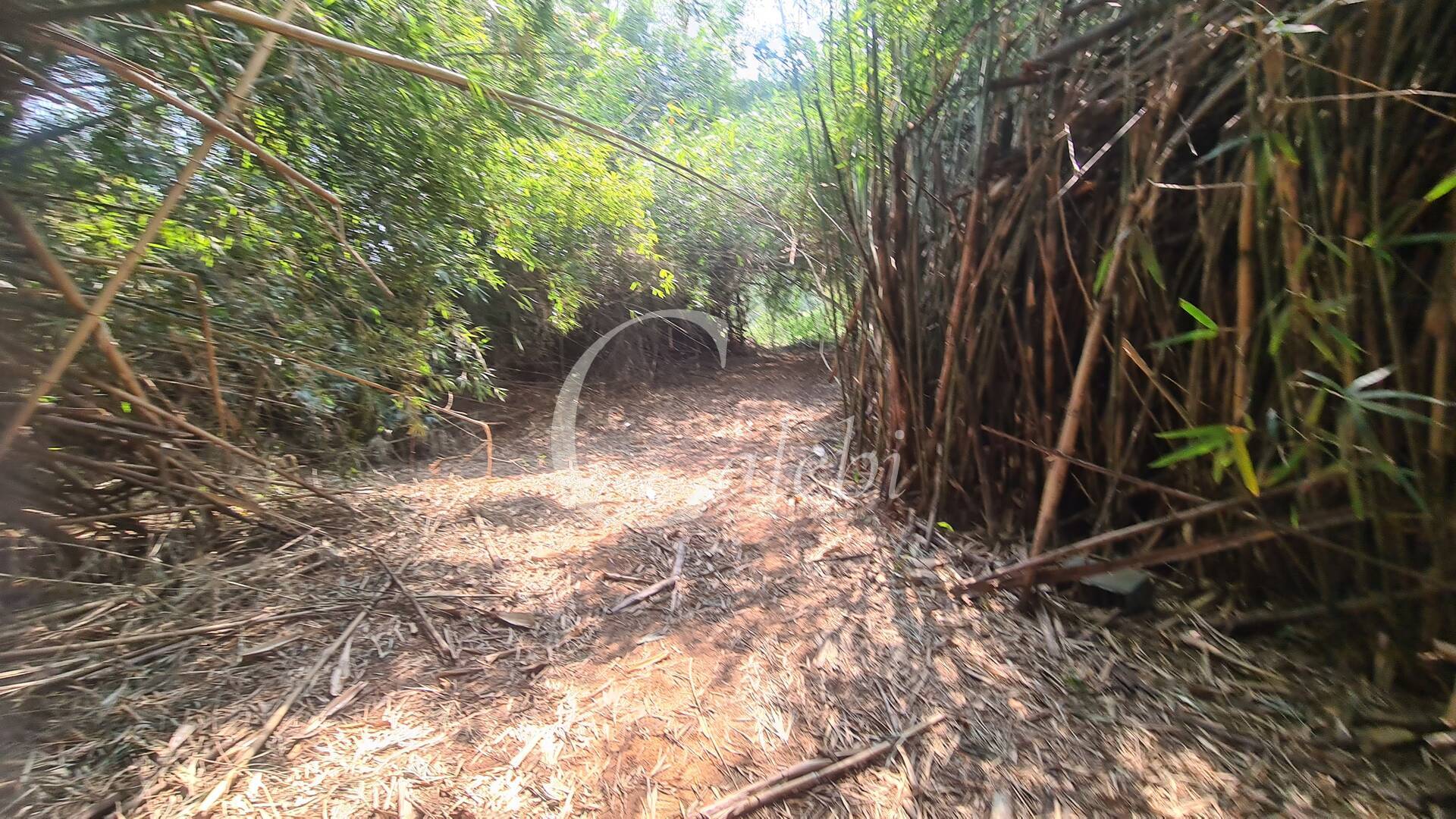 Fazenda à venda com 3 quartos, 140m² - Foto 4