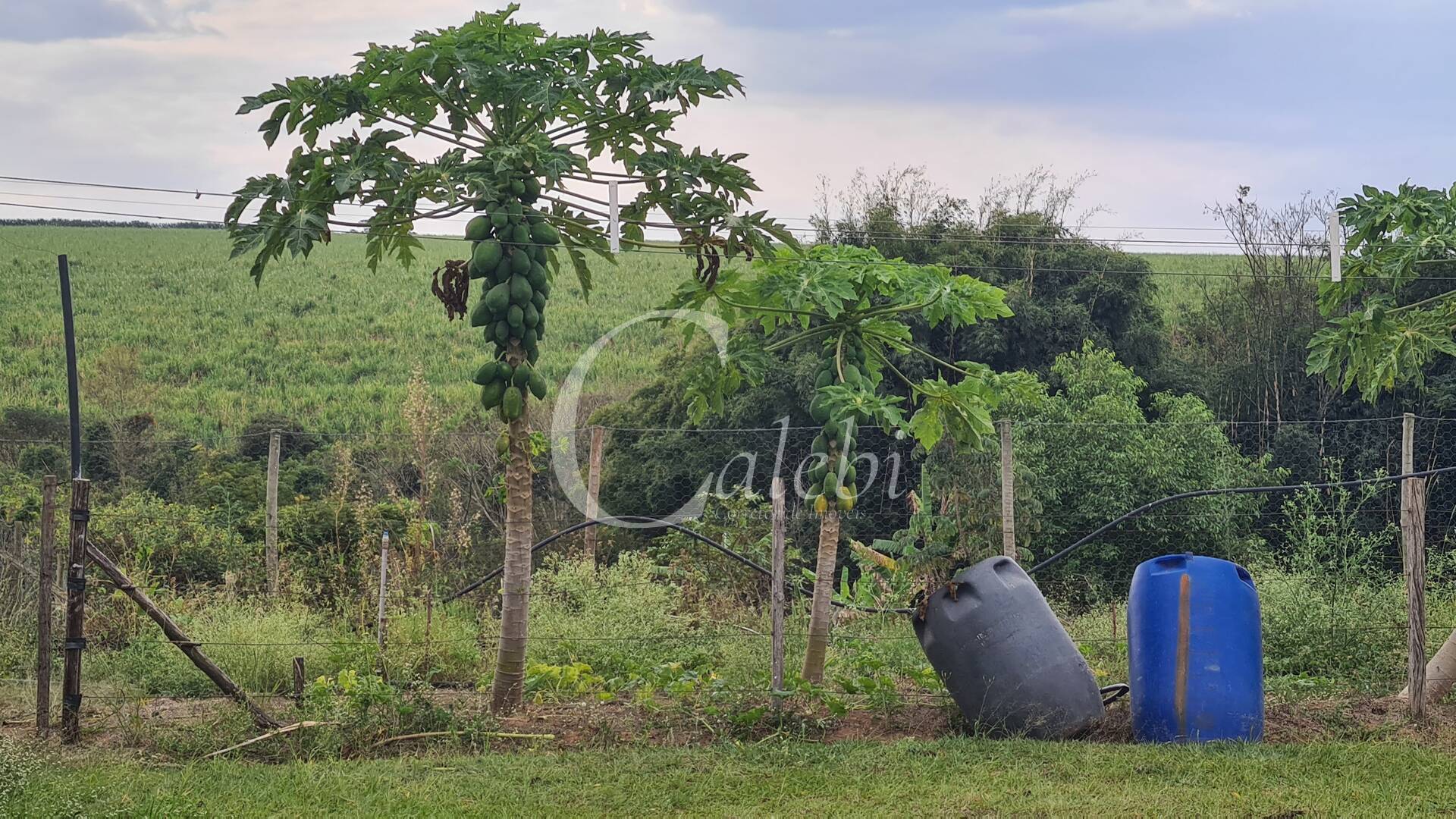 Fazenda à venda com 3 quartos, 3m² - Foto 43